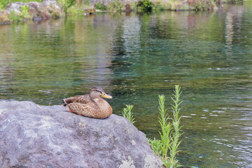 池の岩で休むカモ