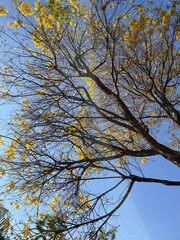 Ipê amarelo