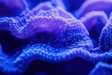 Close-Up of Coral Polyps Underwater in Cool Blue Light