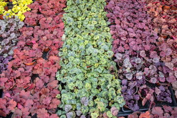 Traditional flower market in Shanghai, China.