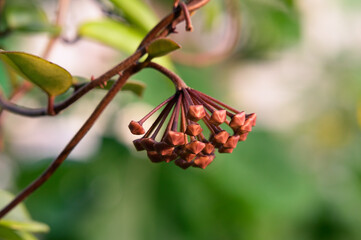 Hoya flower and green background