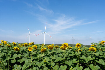 wind power turbines in agriculture field