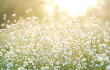 Sunny Field of White Flowers at Dawn