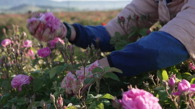 Rose harvest to make essential oils. The harvesting of flowers is traditionally done by hand in the morning before sunrise