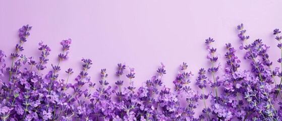 Lavender flowers on a pastel pink background, minimalistic floral arrangement. Free copy space for text.