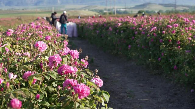  The Damask Rose Field. Rose Harvest Tour. Workers Harvesting of Rose