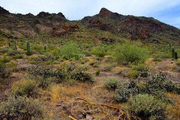 Sonora Desert Arizona Picacho Peak State Park