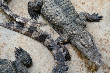A close-up of an alligator, showing its rough skin and powerful tail. The reptile lies flat on a smooth surface, in a controlled environment such as a zoo or alligator farm. The rough appearance