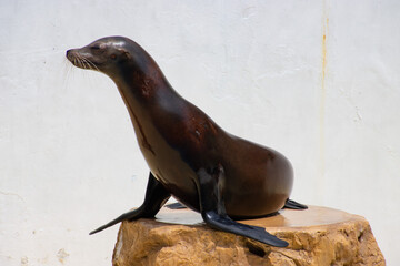 ステージのアシカ