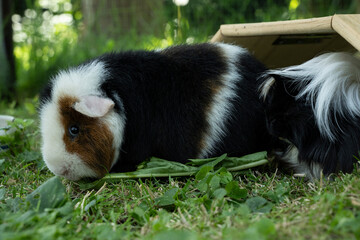 Meerschweinchen tier natur herde