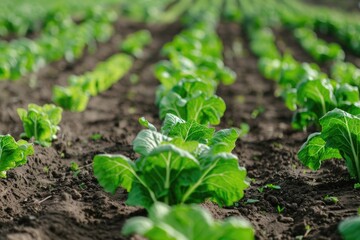 Obraz premium A close-up shot of a small patch of lettuce growing in the earth