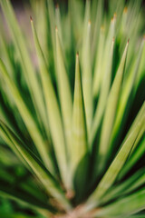 Fototapeta premium Close-Up of Agave Pelona Plant with Green Needles