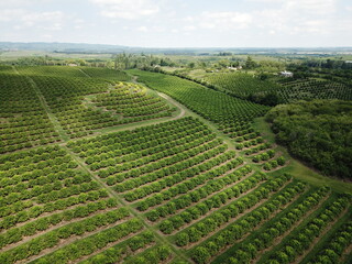 citrus plantation in argentina