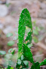 Beautiful Cactus Plant in Wild Environment
