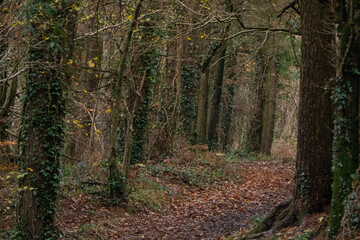 Obraz premium Autumn comes to North Devon, UK.