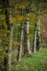 Beech Trees in early October