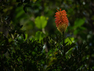 Red hot poker flower in the forest. ( Kniphofia Uvaria )