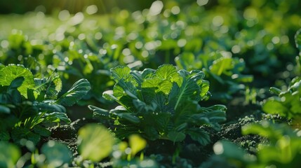 A sunny day with a lush green field of lettuce, great for agricultural or food-related concepts