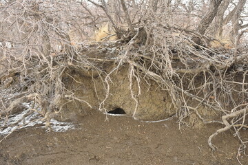 trees growing on the edge of an eroding hill