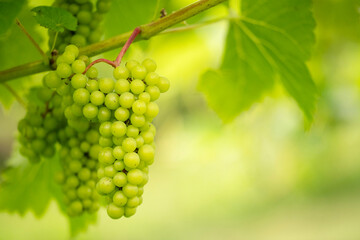Fototapeta premium Bunch of grapes on the vine in summer sunshine.