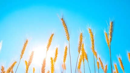 Tall and yellow wheat plants set against a bright blue sky, creating a vibrant and scenic outdoor landscape with a clear and sunny backdrop.......