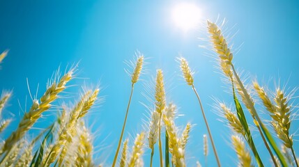 Tall and yellow wheat plants set against a bright blue sky, creating a vibrant and scenic outdoor landscape with a clear and sunny backdrop.......