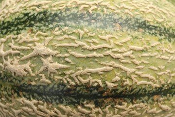 One ripe Cantaloupe melon as background, closeup