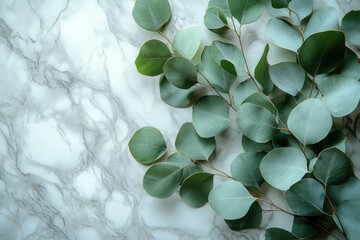 Minimalist Eucalyptus Branches on White Marble Surface