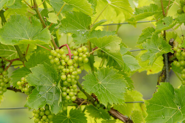 Bunch of grapes on the vine shading from the heat of the sun under the vine leaves