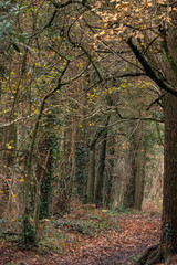 path in autumn forest