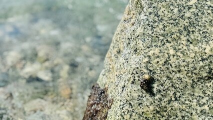 Small crab and snail stuck to the rock.