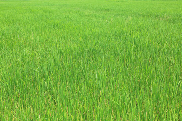 Agriculture green young rice field background in Thailand.