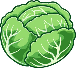 illustration of cabbage