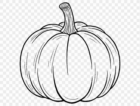 Outline pumpkin hand draw with brush style isolated on png or transparent texture,Halloween party background ,element template for poster, brochures, online advertising, vector illustration