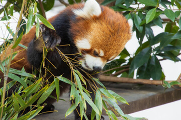 レッサーパンダ