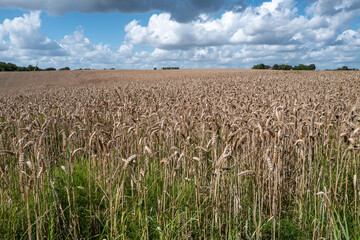 Wheat fields around the city of Hedensted in Jutland in Denmark