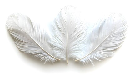 Delicate white feathers in minimalist stillness and tranquility