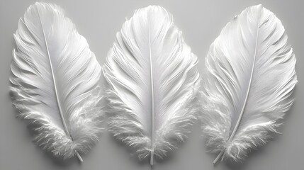 Obraz premium Elegant White Feathers in Minimalist Studio Setting
