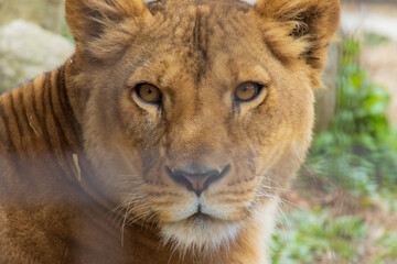 雌ライオンの顔