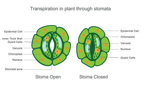 Transpiration in plants is the process where water vapor is lost through stomata in the leaves, helping regulate temperature, water uptake, and nutrient transport.
