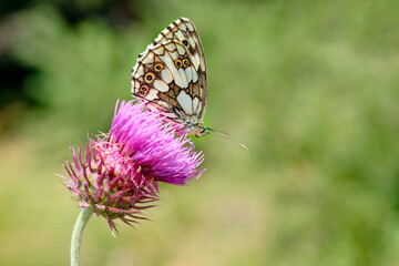 Jersey tiger (Alps - France)
