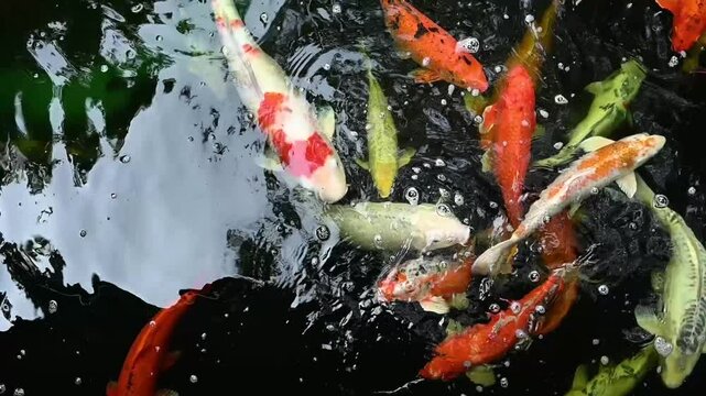 Slow motion of Koi fish or carp fish swimming in pond. It golden red orange and yellow of body koi fish. The surface ripples while the carp fish swim in the pond.