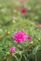 Beautiful Purslane or Moss rose flowers in a Garden