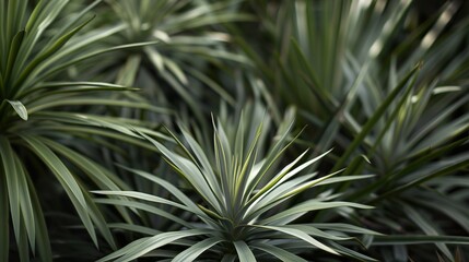 Close-Up of Lush Green Tropical Foliage