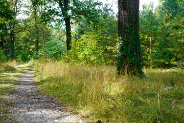 forest impression in the Wildpark in Potsdam (Brandenburg), Germany.