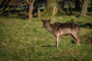 Young male Fallow Deer with antlers standing on field and looking at camera in Pheonix Park, Dublin, Ireland