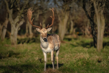 Young male Fallow Deer with antlers standing on field and looking at camera at sunrise with blurred forest in background, Pheonix Park, Dublin Ireland