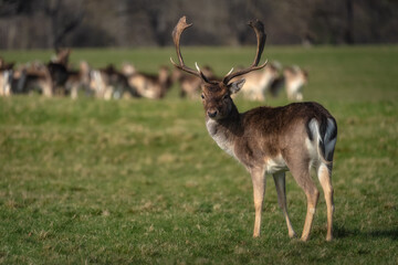 Young Fallow Deer standing on field and looking at camera with blurred head in the background in Pheonix Park, Dublin, Ireland