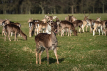 Young and surprised Fallow Deer standing on field and looking at camera with blurred head in the background in Pheonix Park, Dublin, Ireland