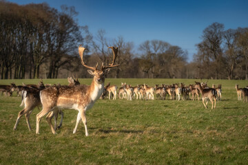 Beautiful Fallow Deer with large antlers, walking on the field and looking at camera with blurred head in background in Pheonix Park, Dublin, Ireland